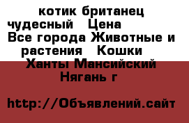 котик британец чудесный › Цена ­ 12 000 - Все города Животные и растения » Кошки   . Ханты-Мансийский,Нягань г.